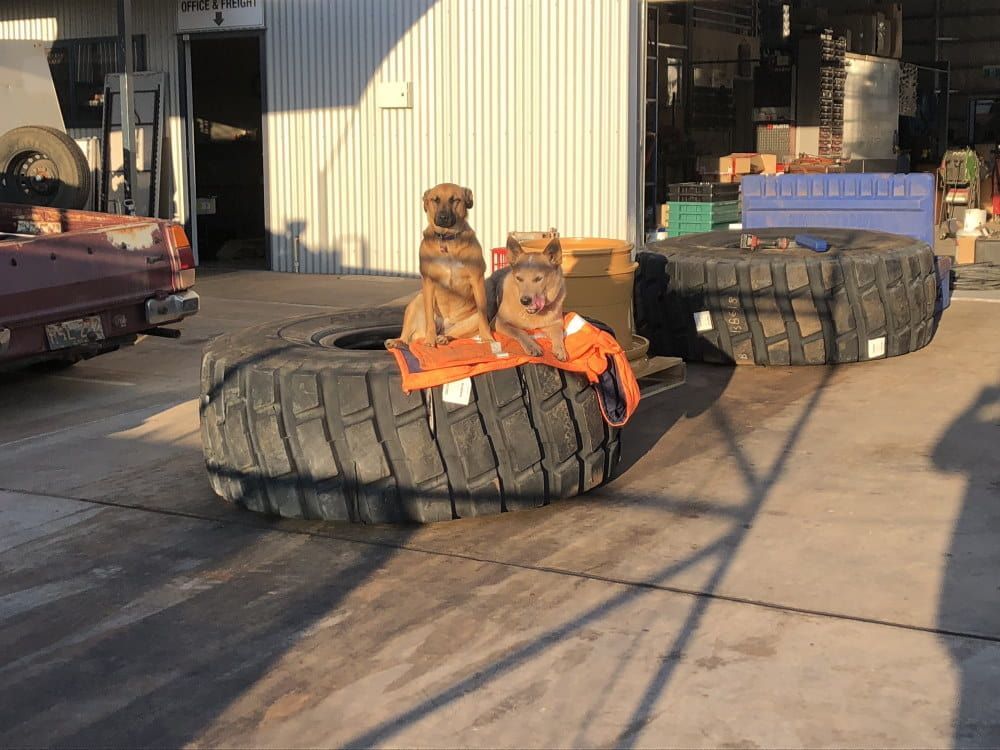 Two Dogs Are Sitting on a Tire in a Parking Lot — RK Diesel Services in Ciccone, NT