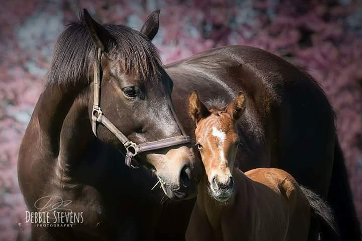 Mare and Foal
