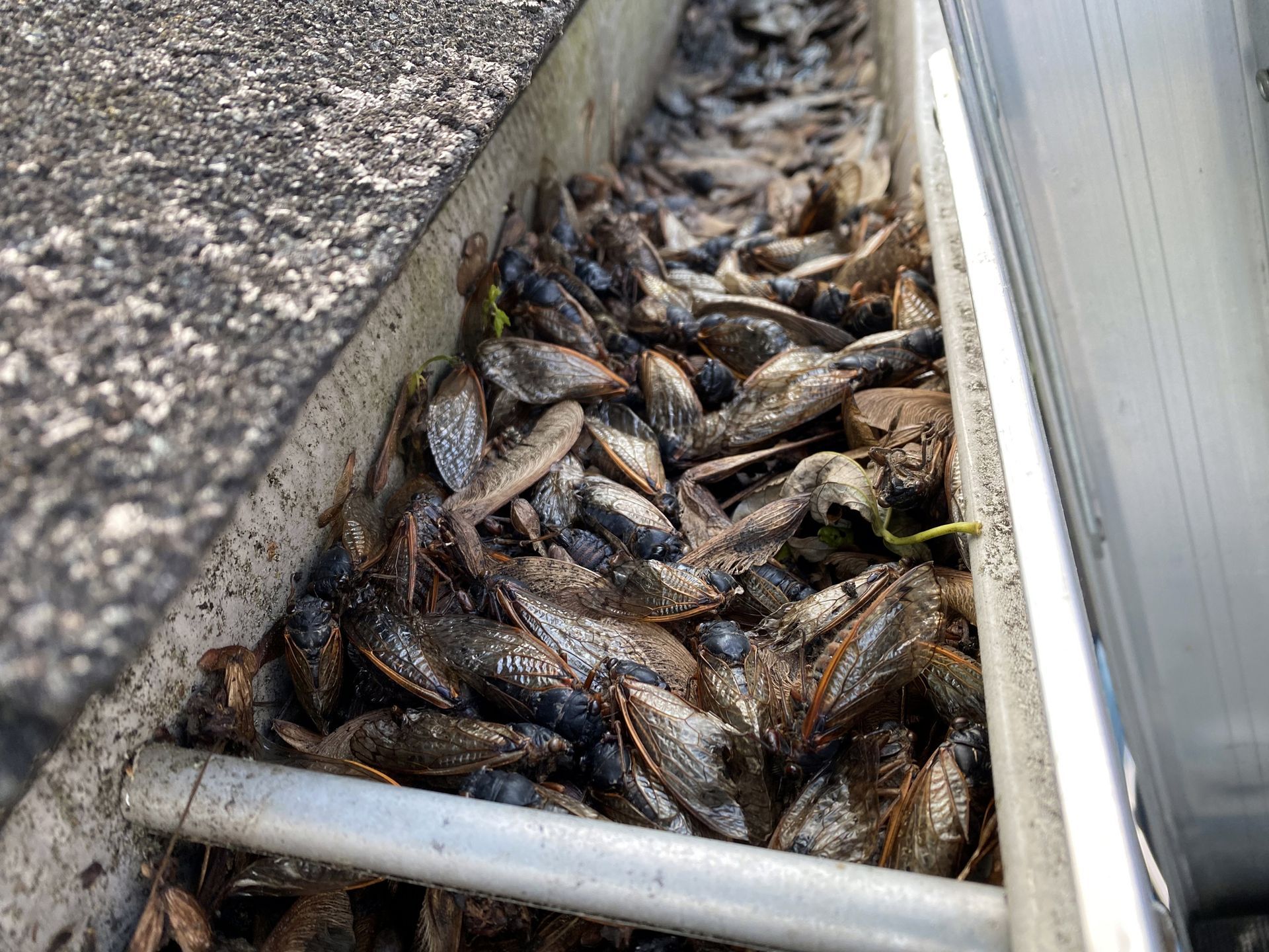 A gutter filled with a lot of leaves and branches.
