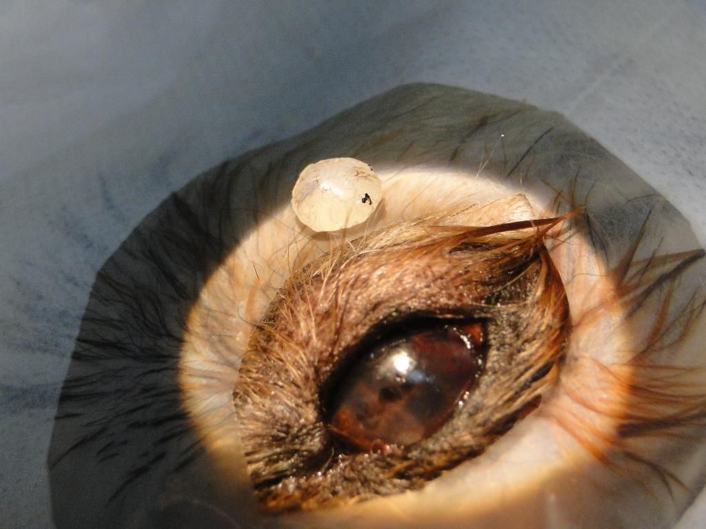 Clínica Veterinaria Dr Fabian Munini