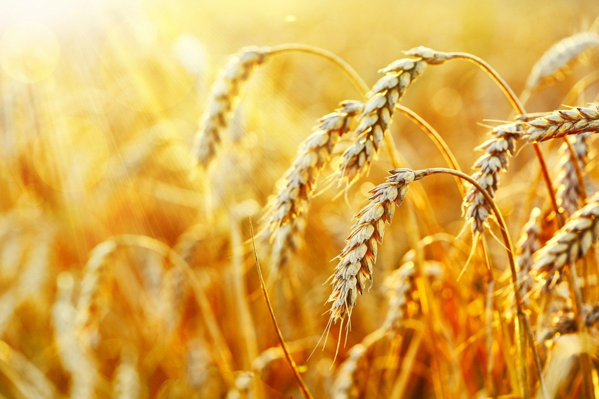 Sementi da tappeto erboso