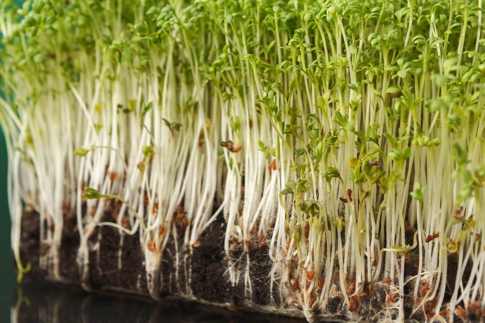 Leguminose poliennali