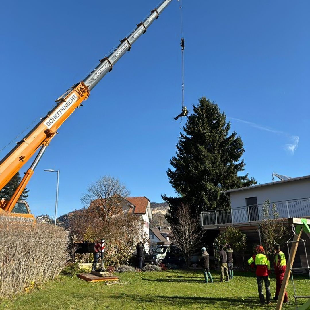 Baumhebung auf 23 Meter Höhe, Verladung auf Sattelzug, Aufrichten des Baumes am Zielort