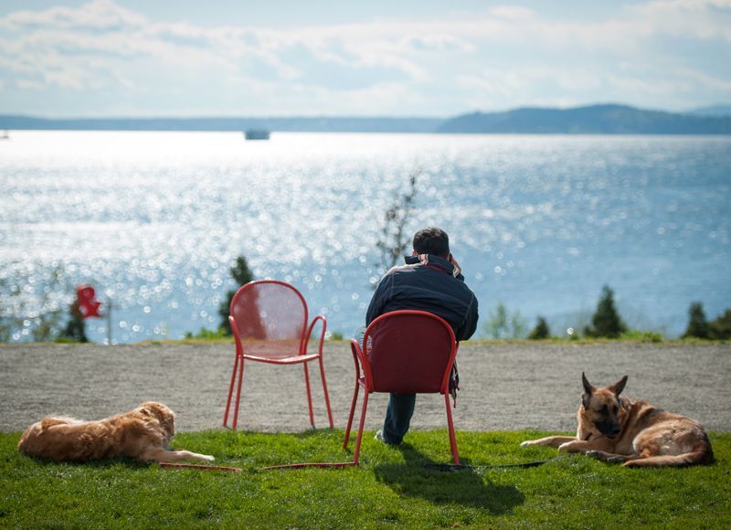 A man is sitting in a chair looking at the water with two dogs laying on the grass.