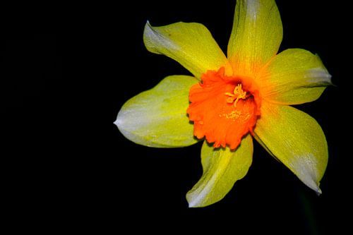 Narcis puur natuur