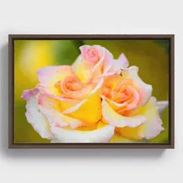 Roze rose