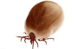 Teek na zijn bloedmaaltijd ca. 1 cm. Teek na zijn bloedmaaltijd ca. 1 cm.