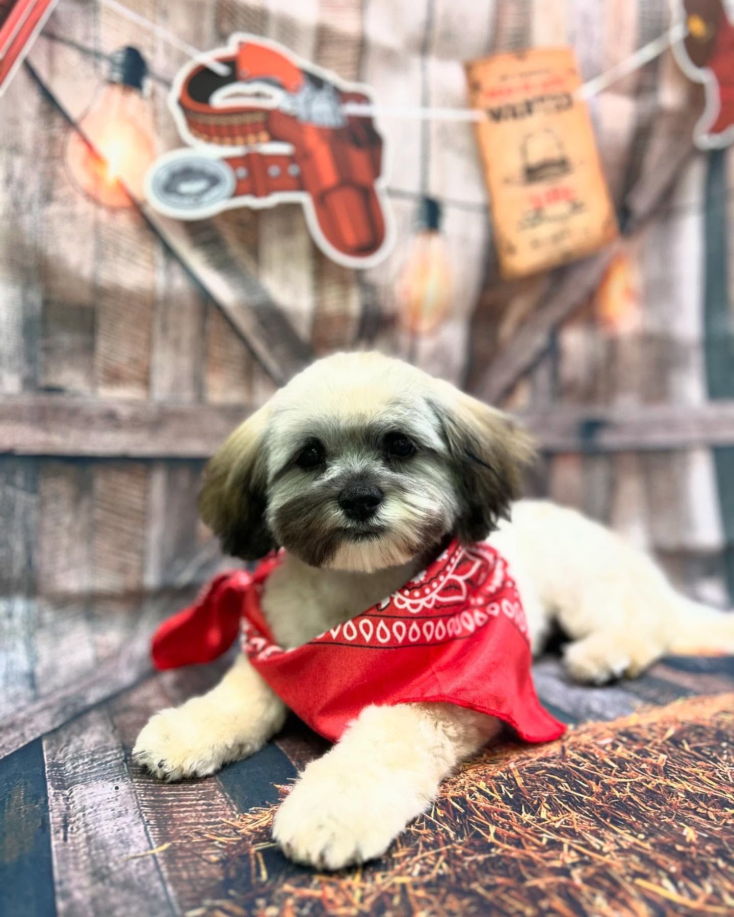 Dog with a red bandana, tan and brown fur, in front of a rustic wooden backdrop with Western decorations.