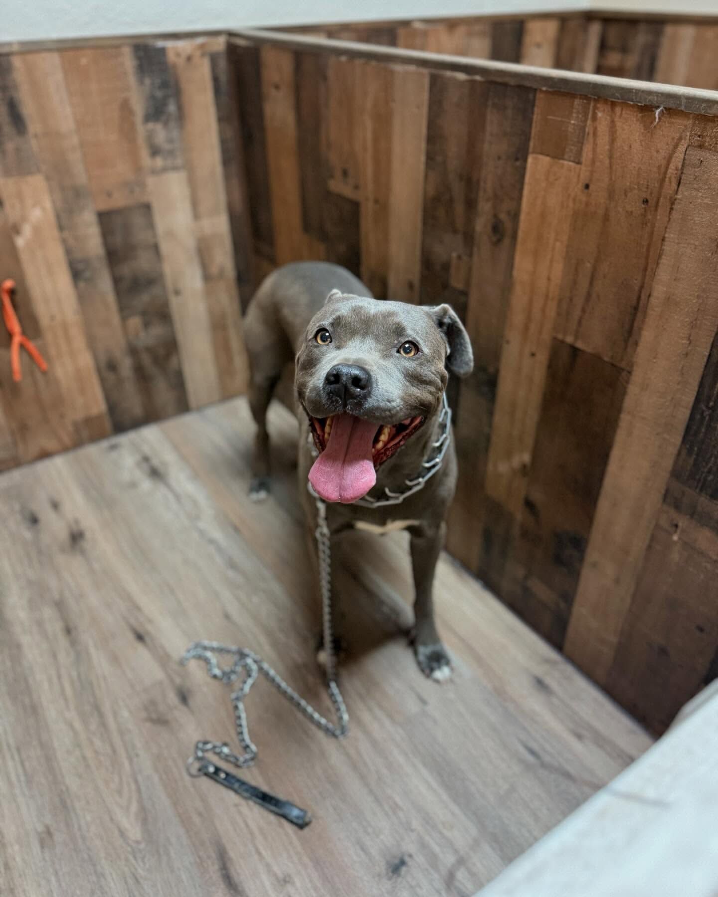 Gray pit bull with open mouth, smiling in a wooden enclosure. A leash lies on the floor.