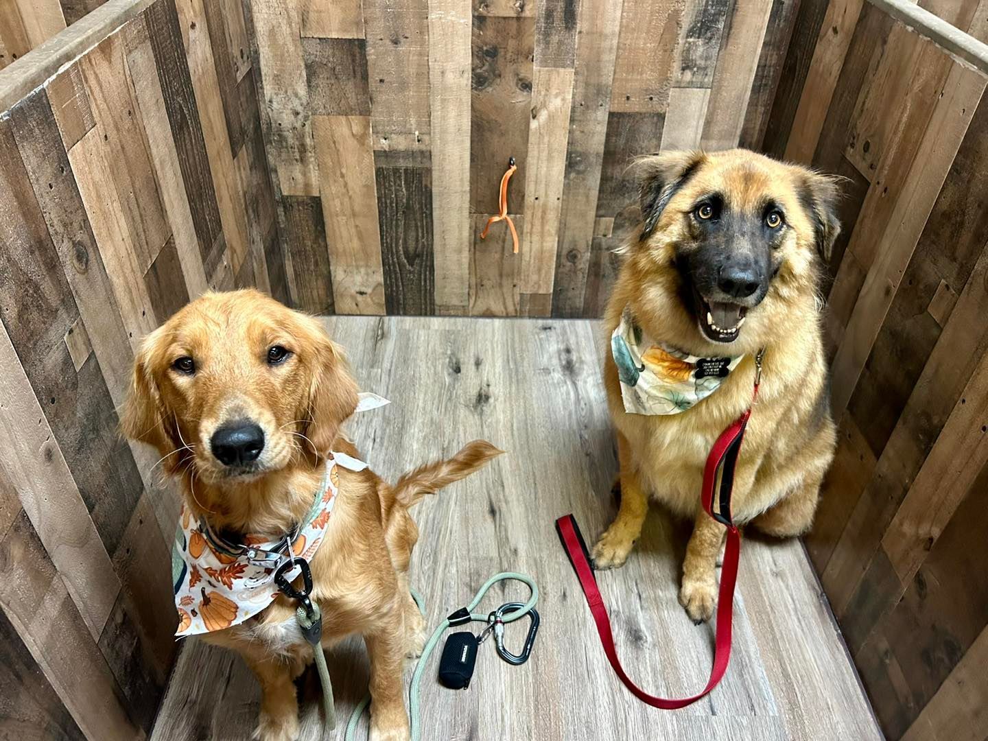 Two dogs in a wooden enclosure, both wearing bandanas and leashes. One is golden, the other German Shepherd.