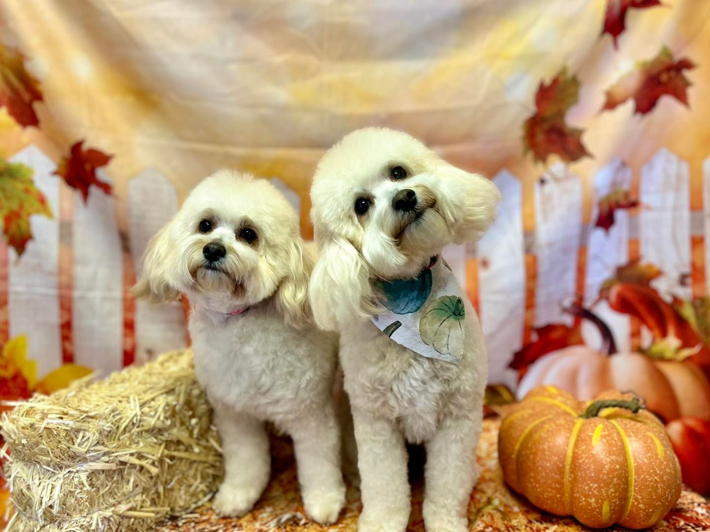 Two fluffy white dogs with fall decorations, including pumpkins, hay, and a fence.