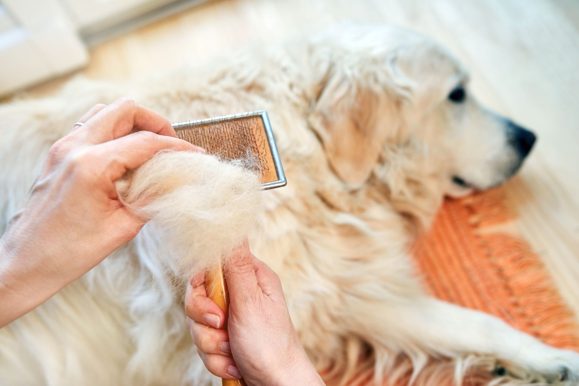 Person brushing a golden retriever dog; shedding fur visible on the brush and the dog's coat.