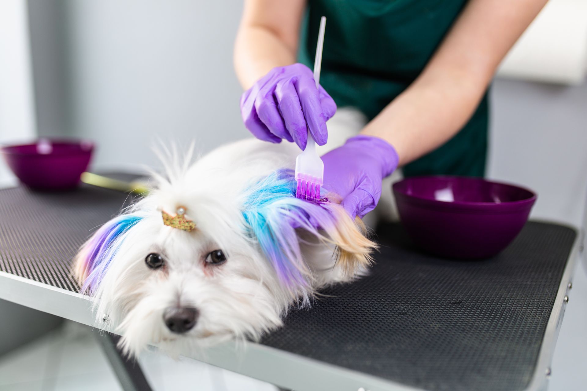 Dog being groomed with colorful hair dye, purple gloved hands, salon setting.