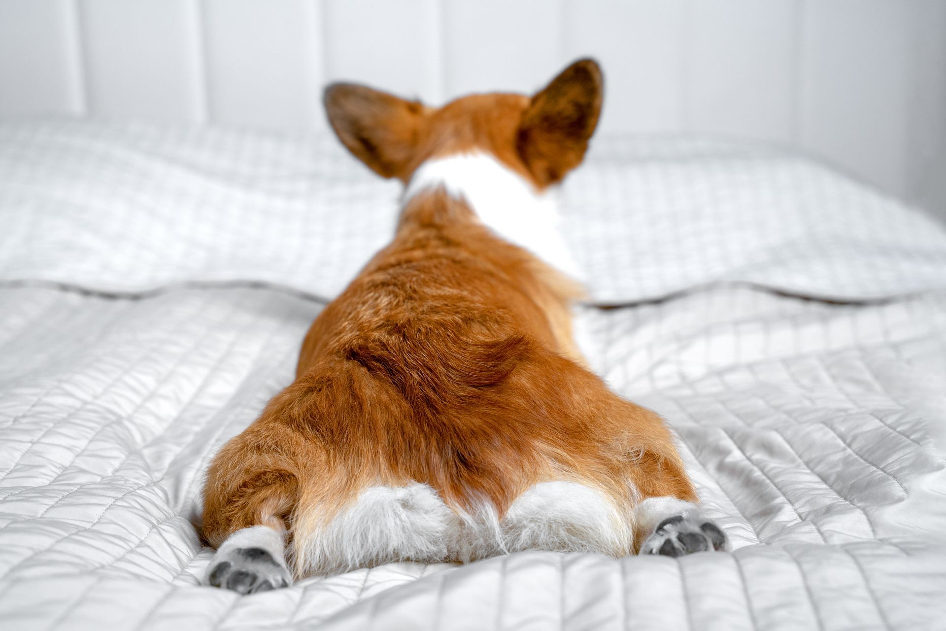 Corgi with brown and white fur, sitting on a bed, facing away from the camera.