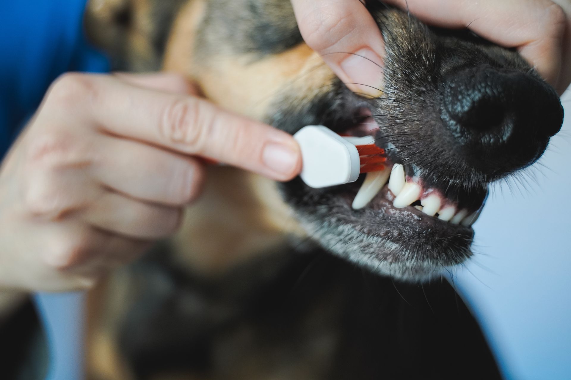 Person brushing a dog's teeth with a toothbrush, close-up. White toothbrush, dog's teeth visible.