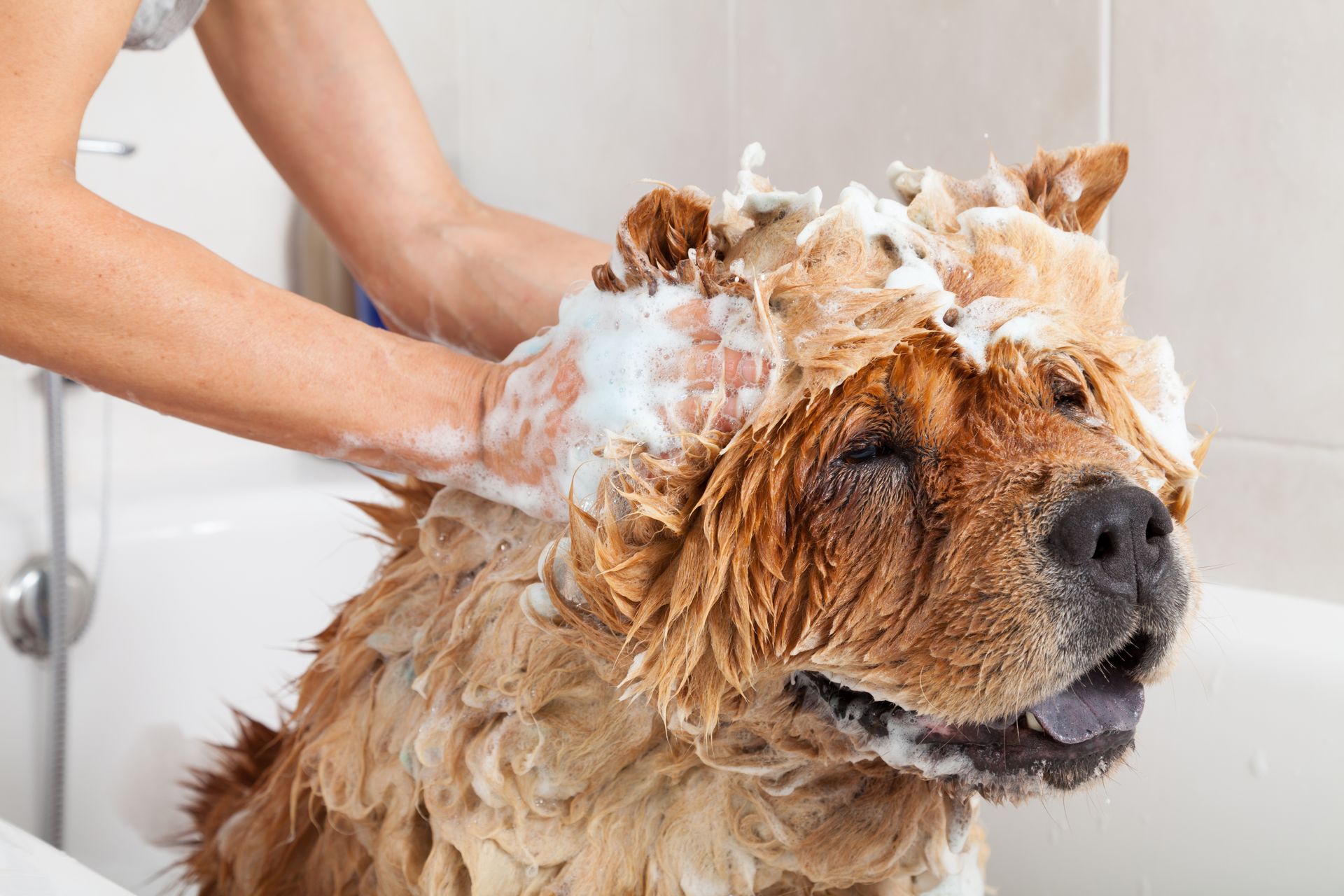Dog being bathed in a tub with soapy foam on its fur. A person is washing the dog.