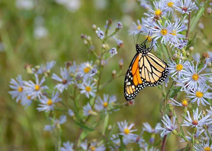 A monarch butterfly is perched on a purple flower.