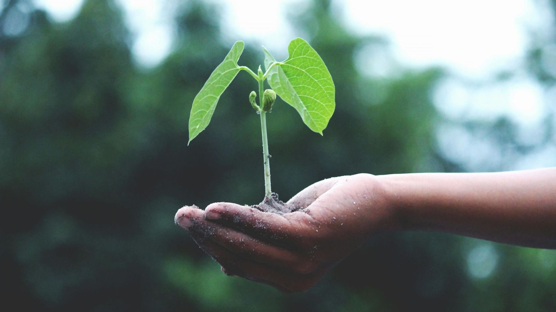 A person is holding a small plant in their hands to represent business growth in 2025.