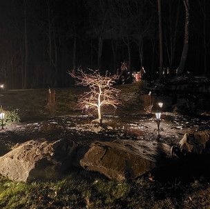 A tree is lit up in the middle of a forest at night.