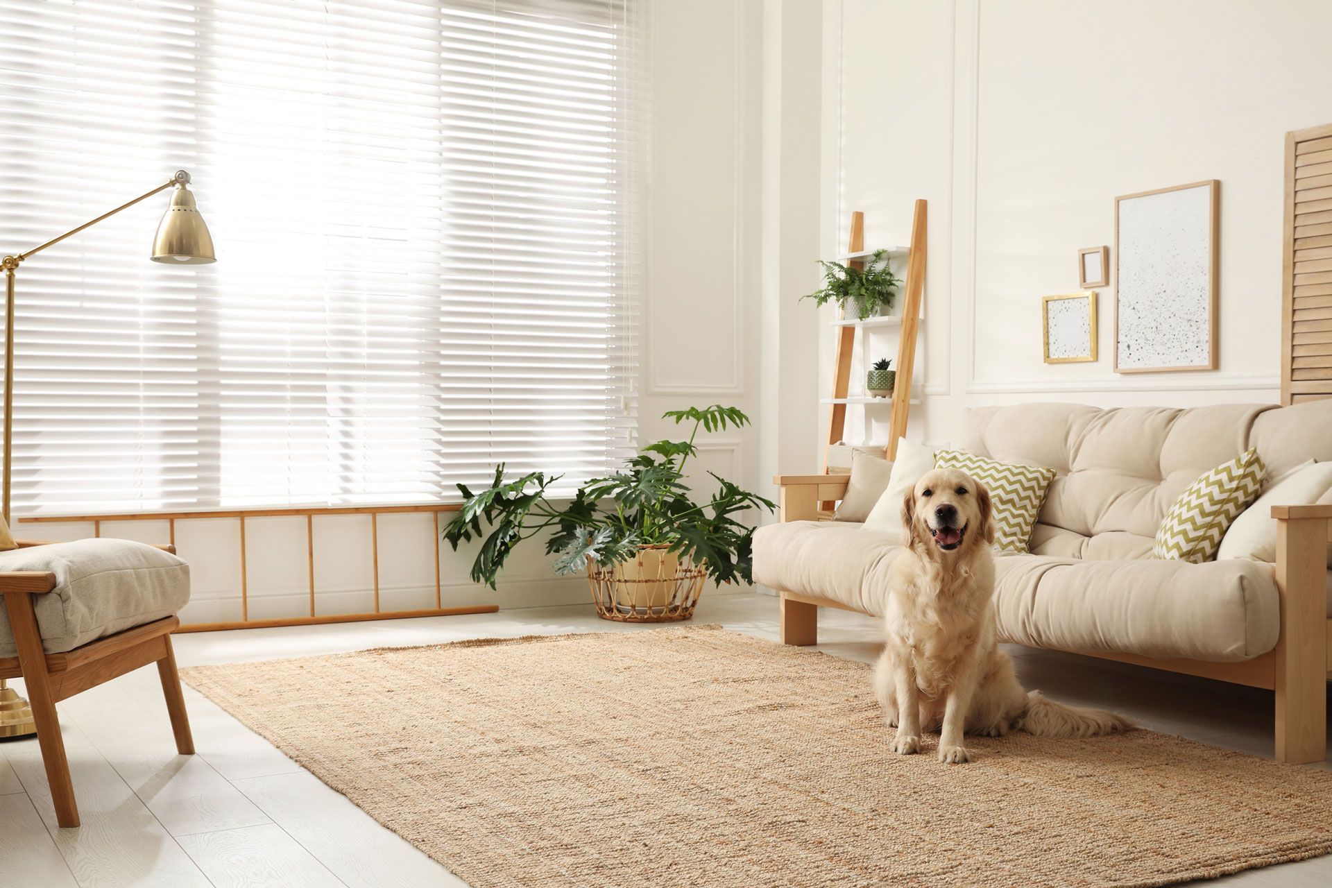 Golden retriever sits in a bright living room with neutral tones, near a window and sofa.