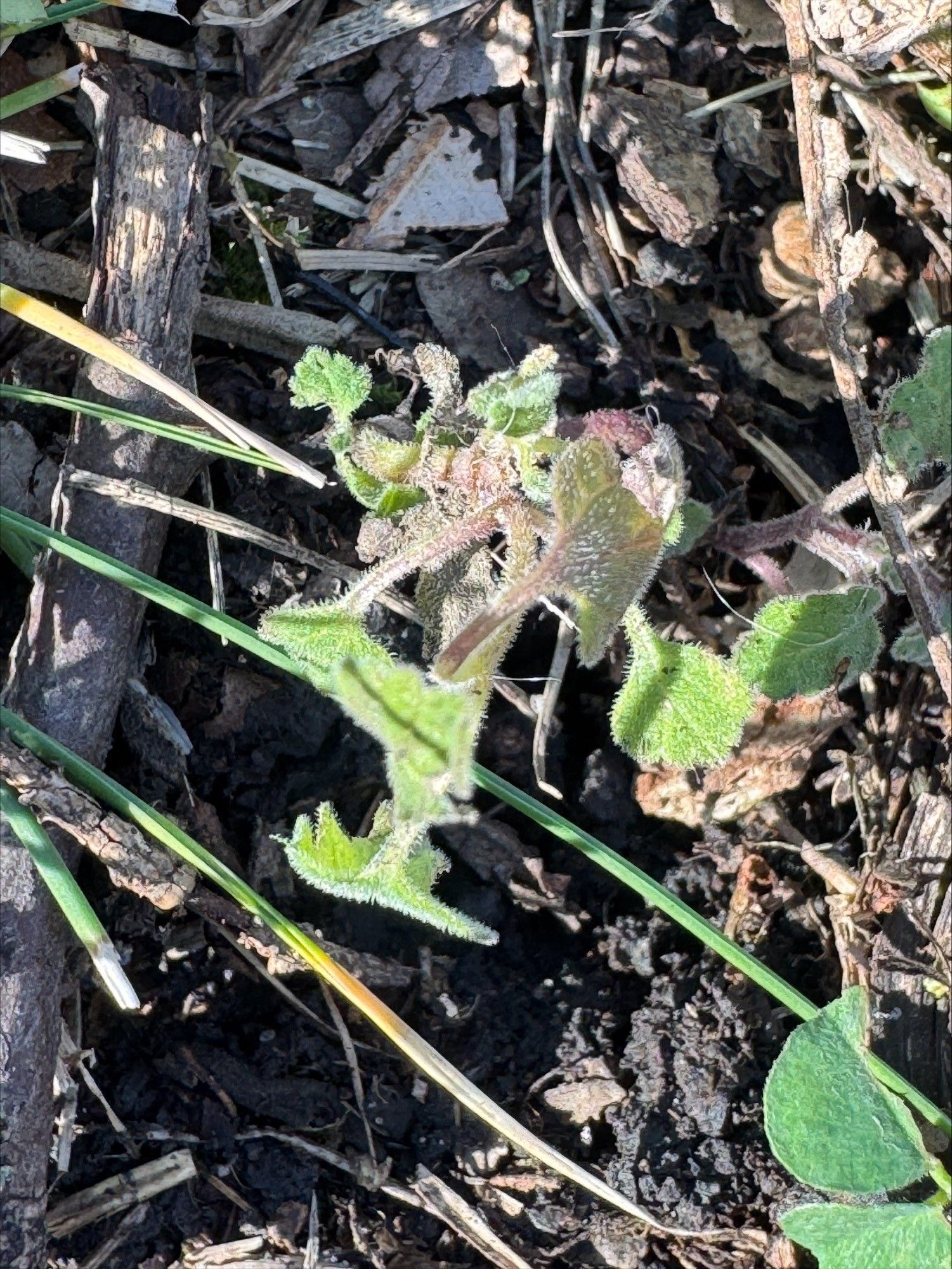 Homegrown Catnip