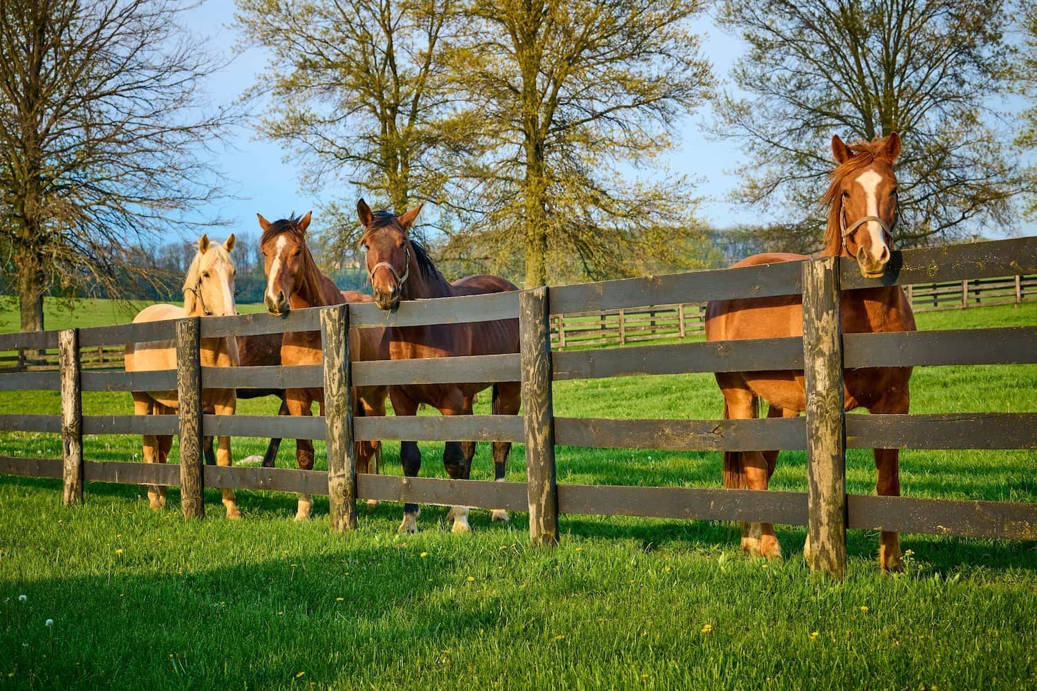 Horses of Varying Colors Stand — A&H Fences In Mittagong, NSW