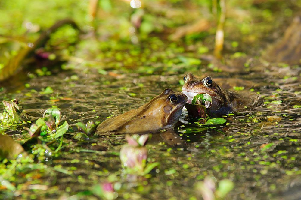 Common Frog