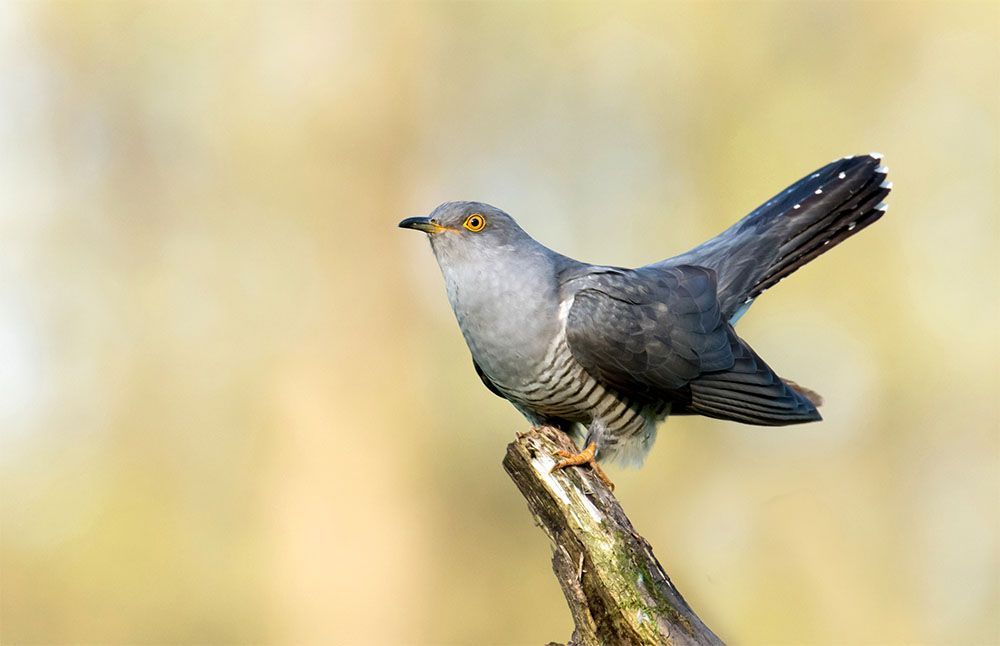 Cuckoo