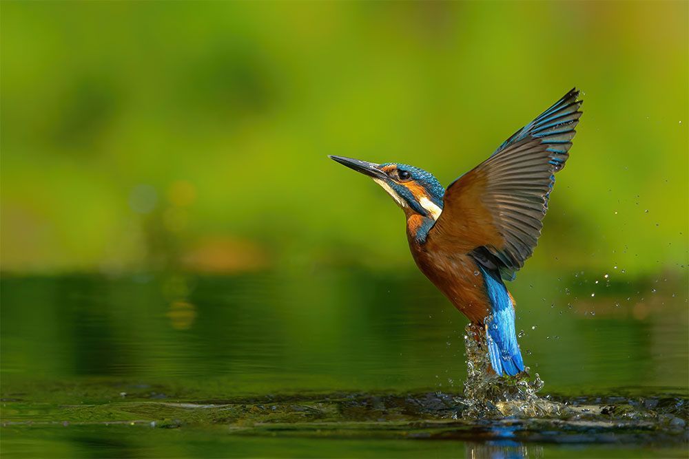 Kingfisher