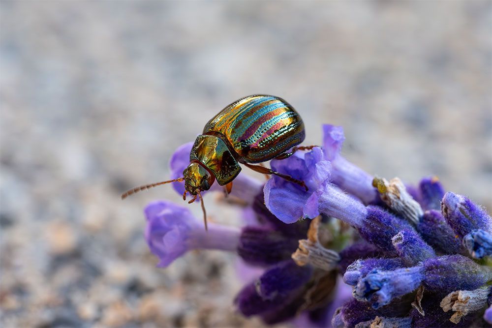 Rainbow Leaf Beatle