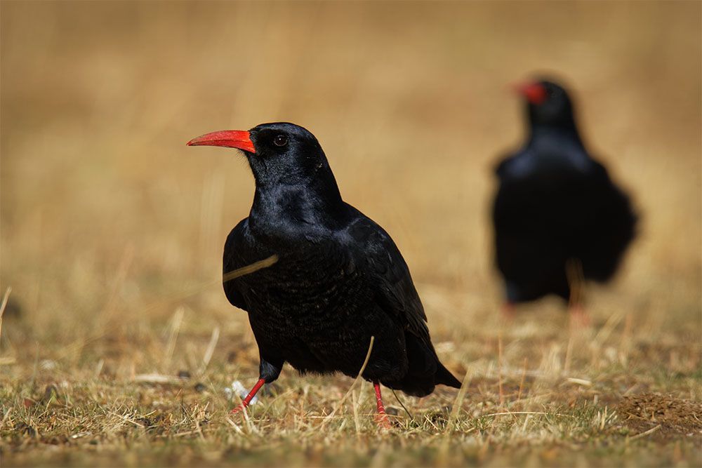 Red Billed Chough