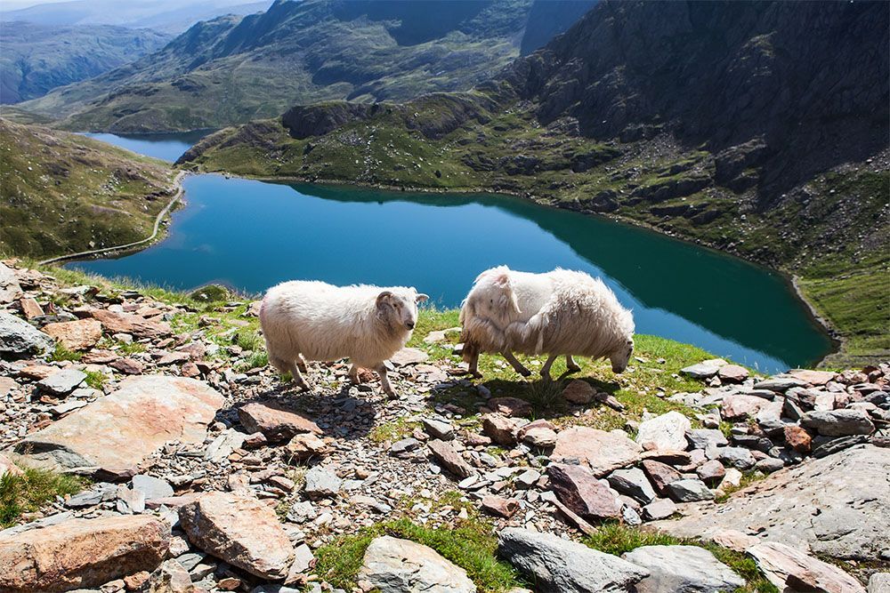 Track in Snowdonia National Park, North Wales, United Kingdom; view of the mountains and the lakes, two sheep, selective focus