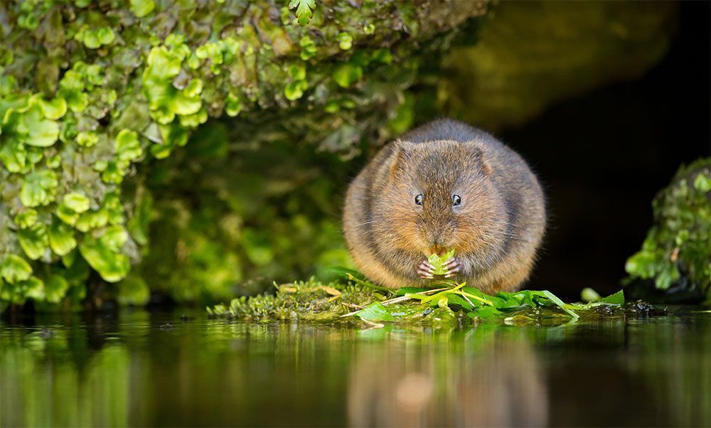 Water Voles