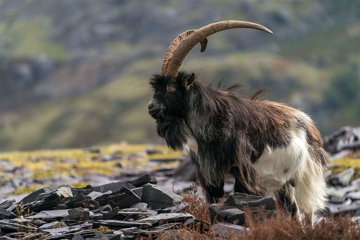 Wildlife to Spot in Snowdonia