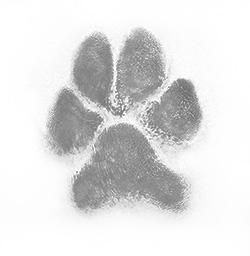 a black and white photo of a paw print on a white background .