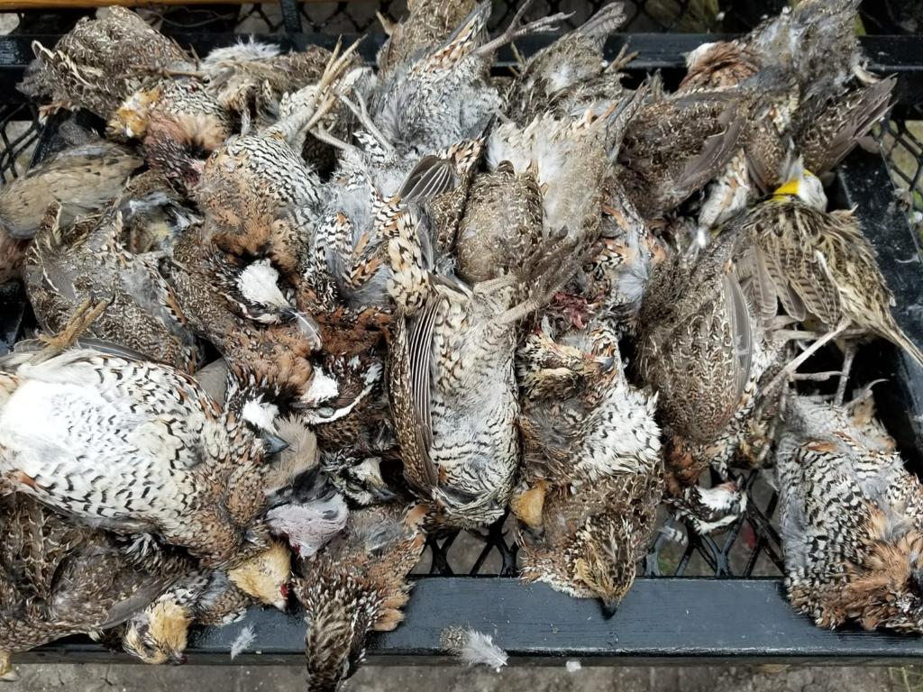 Mexico Quail Hunts & Lodge | Loma Colorada