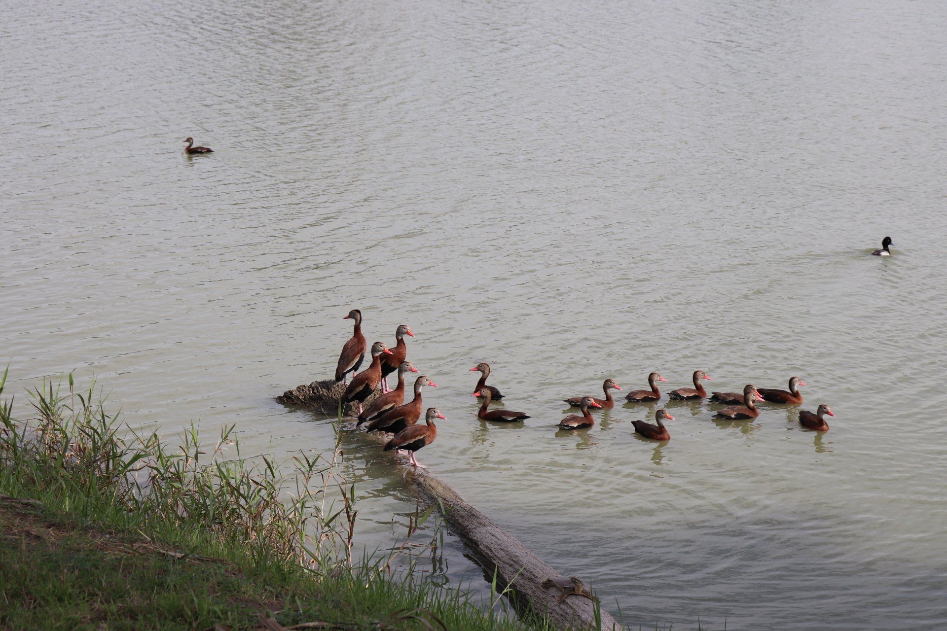 Mexico Duck Hunting Guide & Outfitter | Loma Colorada