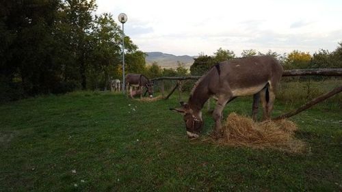 Due asini pascolano in un campo erboso vicino a un ristorante con funghi porcini in zona Bologna