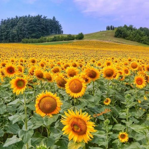 Un campo di girasoli con alberi sullo sfondo