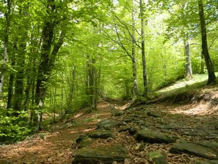Un sentiero nel mezzo di una foresta circondato da alberi e rocce.