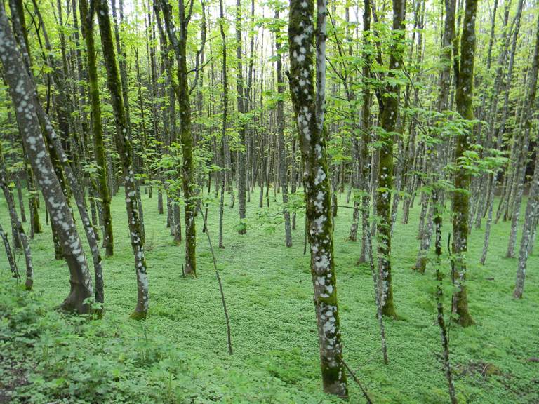 Una foresta piena di alberi e foglie verdi
