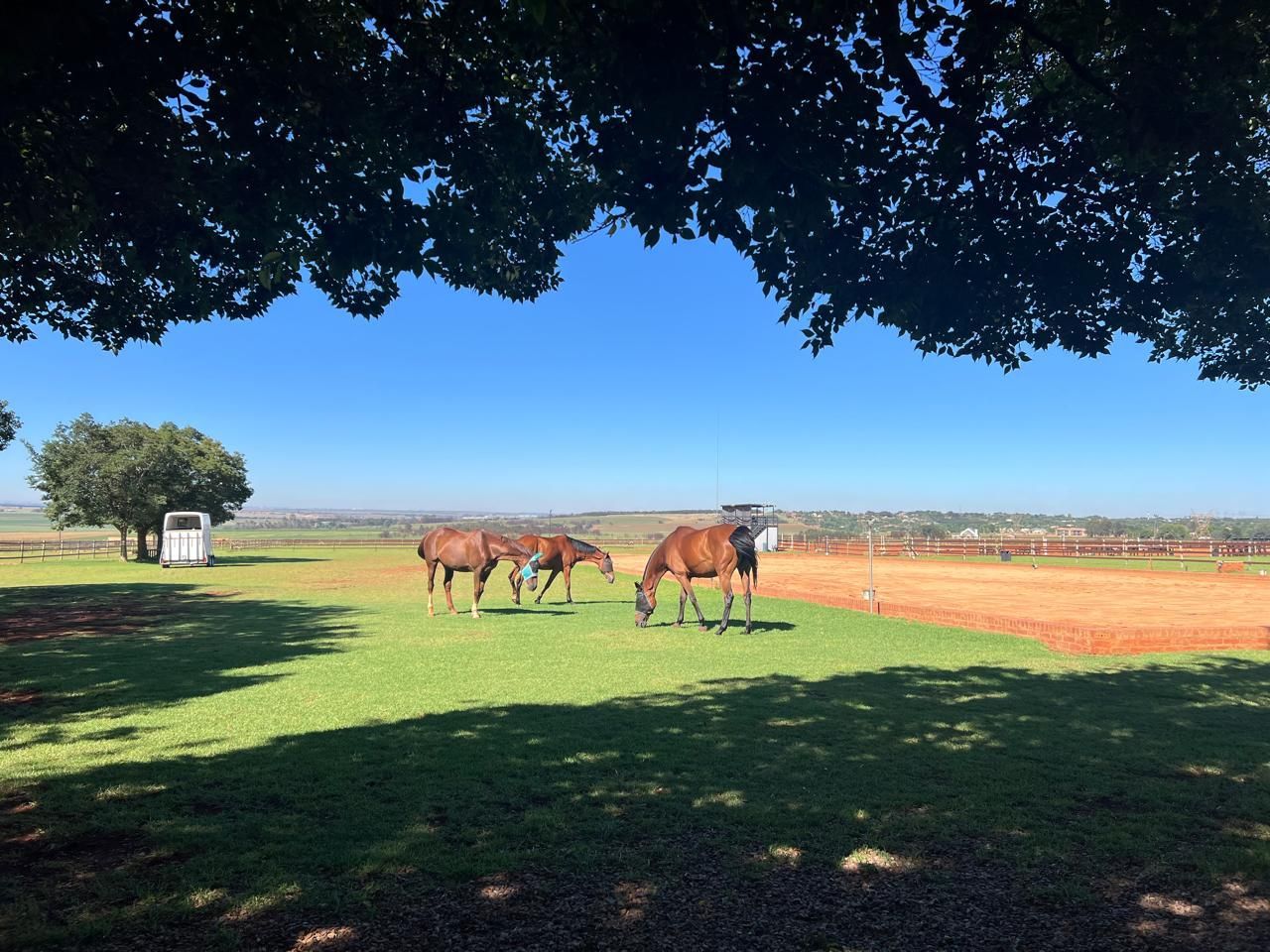 Three horses are grazing in a field under a tree