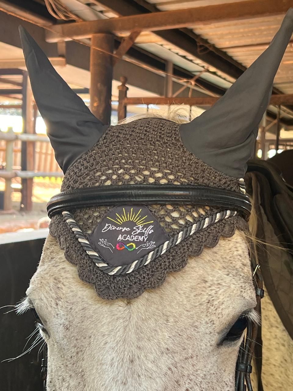 One of the horses at Diverse Skills Academy.