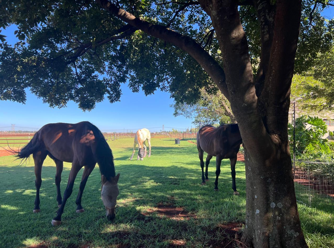 Two horses grazing under a tree in a field