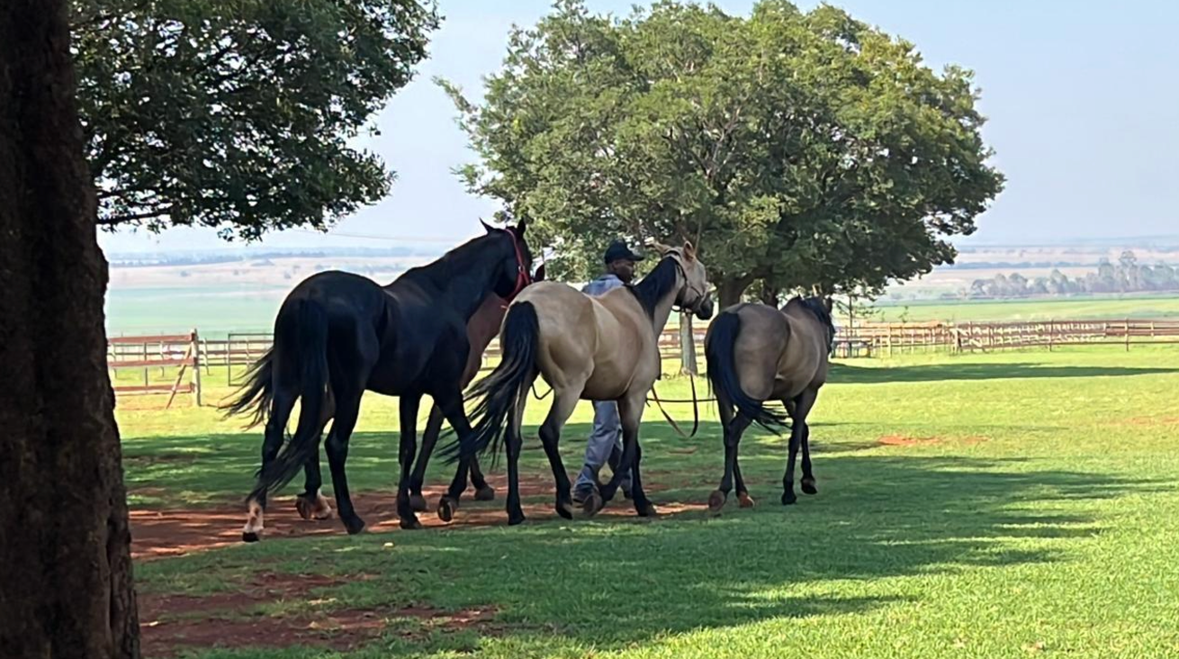 A group of horses are standing in a grassy field.