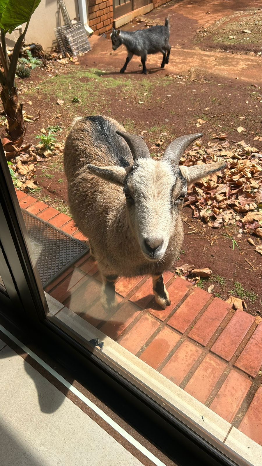 A goat is standing in front of a sliding glass door.