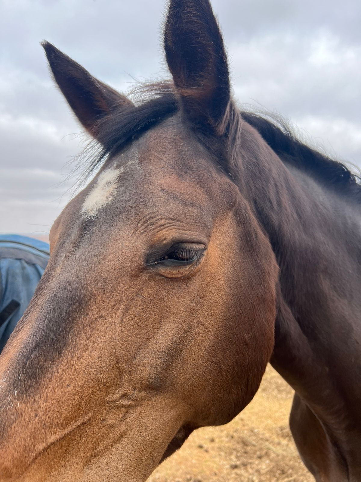 A close up of a brown horse 's face with a white spot on its forehead.