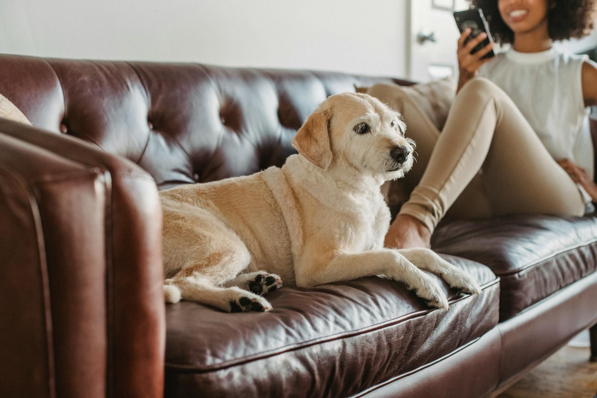 A cream-colored dog rests on a dark brown leather sofa while a person holds a smartphone in the background.