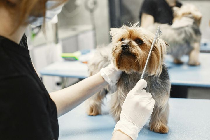Groomer brushing the face of a small fluffy dog.