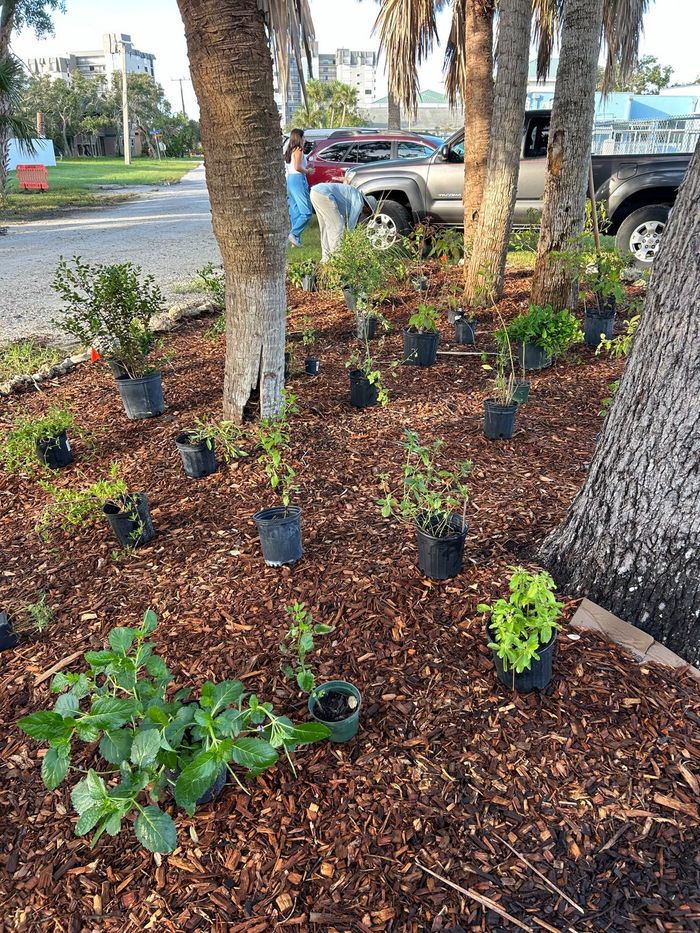 A bunch of potted plants are growing in a garden.